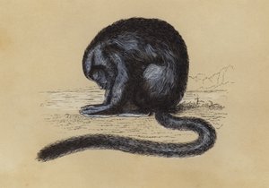 Nachtaffe (Farblithografie)