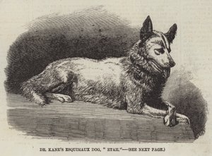 Dr. Kanes Eskimohund „Etah“ (Gravur)