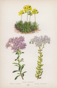Draba Aizoides; Iberis Bubanii; Sedum Turgidum von English School