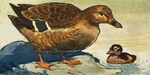 Ente und Entenküken