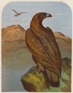 Adler von English School