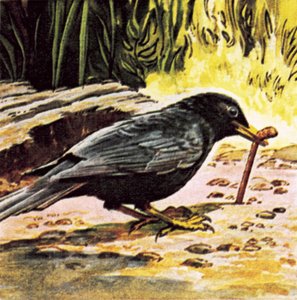 Der frühe Vogel fängt den Wurm