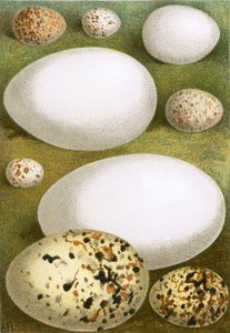 Eier von English School