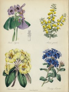 Englischer Blumengarten: Oxalis elegans, Acacia grandis, Rhododendron lanatum, Plumbago Larpentae von English School