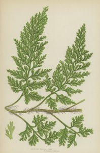 Europäischer Borstenfarn (Farblithografie) von English School