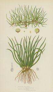 Europäischer Brachsenkraut, Kriechendes Pillen-Wort von English School