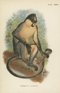 Everetts Langur von English School