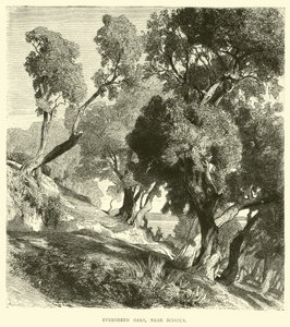Immergrüne Eichen bei Sciacca von English School
