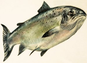 Weiblicher Lachs von English School