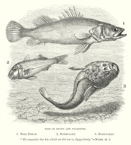 Fische von Ägypten und Palästina