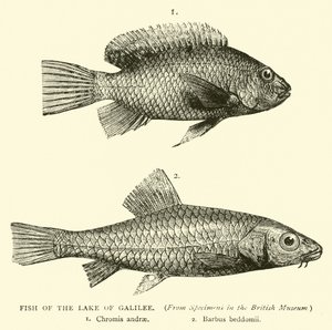 Fische des Sees Genezareth von English School
