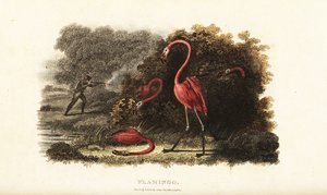 Flamingos schauen erstaunt zu, wie ihre Gefährten von einem Jäger getötet werden von English School