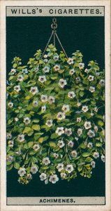 Blumenkultur in Töpfen: Achimenes