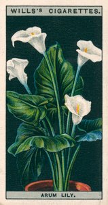 Blumenkultur in Töpfen: Arum-Lilie oder Richardia von English School