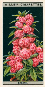 Blumenkultur in Töpfen: Kamelienblütiger Balsam