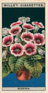 Blumenkultur in Töpfen: Gloxinie