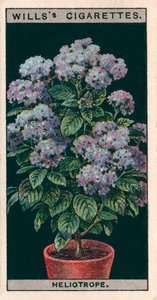Blumenkultur in Töpfen: Heliotrop oder Kirschkuchen von English School