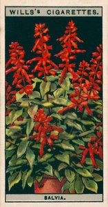 Blumenkultur in Töpfen: Salbei