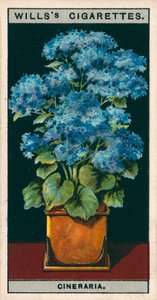 Blumenkultur in Töpfen: Stern-Cinerarie