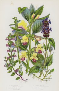 Blühende Pflanzen Großbritanniens: Bastard-Balsam, Gemeiner Braunwurz, Gemeine Helmkraut, Kleiner Helmkraut von English School