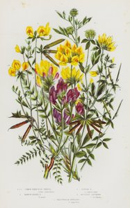 Blühende Pflanzen Großbritanniens: Gemeiner Hornklee, Schmalblättriger Hornklee, Schlanker Hornklee, Berg-Oxytropis, Gelbliche M-Oxytropis