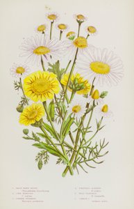 Blühende Pflanzen Großbritanniens: Große Weiße Margerite, Korn-Ringelblume, Gemeines Mutterkraut, Geruchlose Kamille, Wilde Kamille, Gemeine Kamille