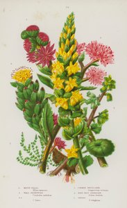 Blühende Pflanzen Großbritanniens: Moos-Tillaea, Mauer-Pfennigkraut, Mauer-Pfennigkraut, Gemeiner Hauswurz, Rosenwurz-Steinbrech, Orpine