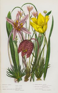 Blühende Pflanzen Großbritanniens: Berg-Lloydia, Wilde Tulpe, Schachblume, Herbstzeitlose, Schottischer Berg-Asphodel, Gelenkiges Pfeifengras