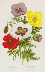Blühende Pflanzen Großbritanniens: Schlafmohn, Gemeiner Roter Mohn, Gelber Walisischer Mohn, Violettes Hornmohn