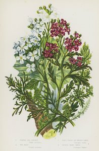 Blühende Pflanzen Großbritanniens: Purpur-Meerkohl, Meerkohl, Warzenkresse oder Schweinekresse, Kleine Warzenkresse