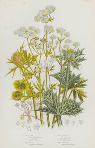 Blühende Pflanzen Großbritanniens: Weißfäule, Wald-Sanikel, Meeres-Stechpalme, Feld-Mannstreu, Wasser-Schierling, Wilder Sellerie von English School