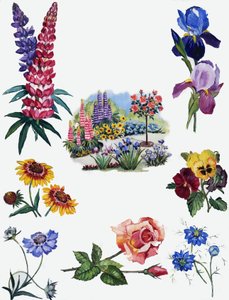 Blumen von English School