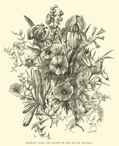 Blumen vom Ufer des Sees Genezareth von English School