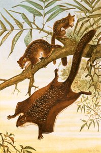 Fliegendes Eichhörnchen von English School