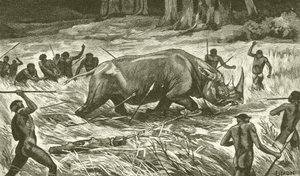 Dem gefesselten Nashorn folgen (Gravur) von English School