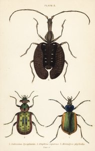 Waldraupenjäger, Calosoma sycophanta 1, Laufkäfer, Elaphrus riparius 2, und Geigenkäfer, Mormolyce phyllodes 3