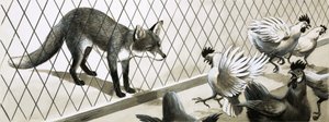 Fuchs beobachtet Hühner von English School
