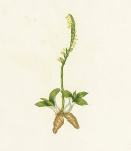 Duftende Spiranthes, Neottia Spiralis von English School