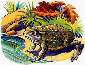 Frosch von English School