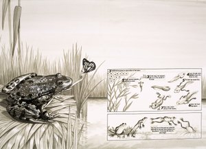 Frosch fängt Schmetterling, einschließlich Lebenszyklus des Frosches