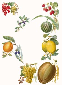Früchte von English School