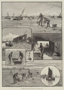 Sammeln von Herzmuscheln und Wellhornschnecken an der Küste von Essex von English School