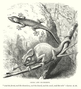 Gecko und Chamäleon (Gravur) von English School