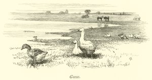 Gänse von English School