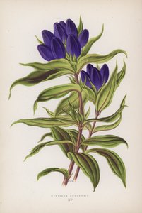 Gentiana Andrewsii von English School