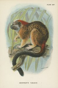 Geoffroys Tamarin von English School