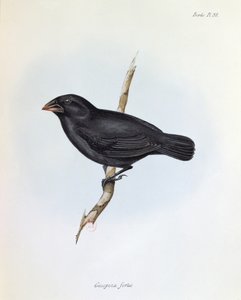 Geospiza Fortis, Illustration aus Die Zoologie der Reise der H.M.S. Beagle, 1832-36, von Charles Darwin, 1840