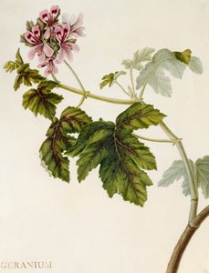 Geranie