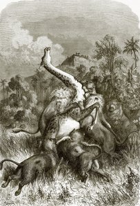 Giraffe und Löwen von English School