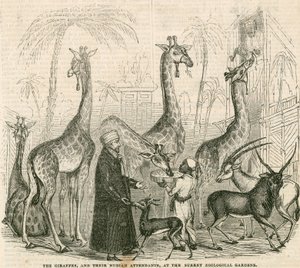 Giraffen und ihre nubischen Betreuer im Surrey Zoological Gardens, London von English School